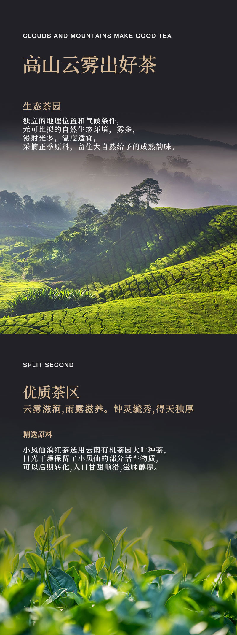80克麒麟唐小凤仙(凤庆野放红茶)4_02.jpg